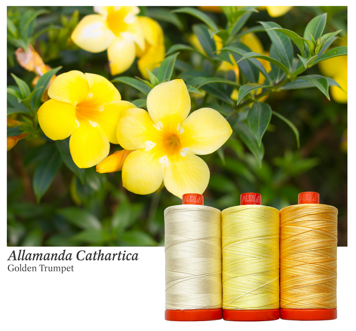 Golden Trumpet by Aurifil + PDF Pattern