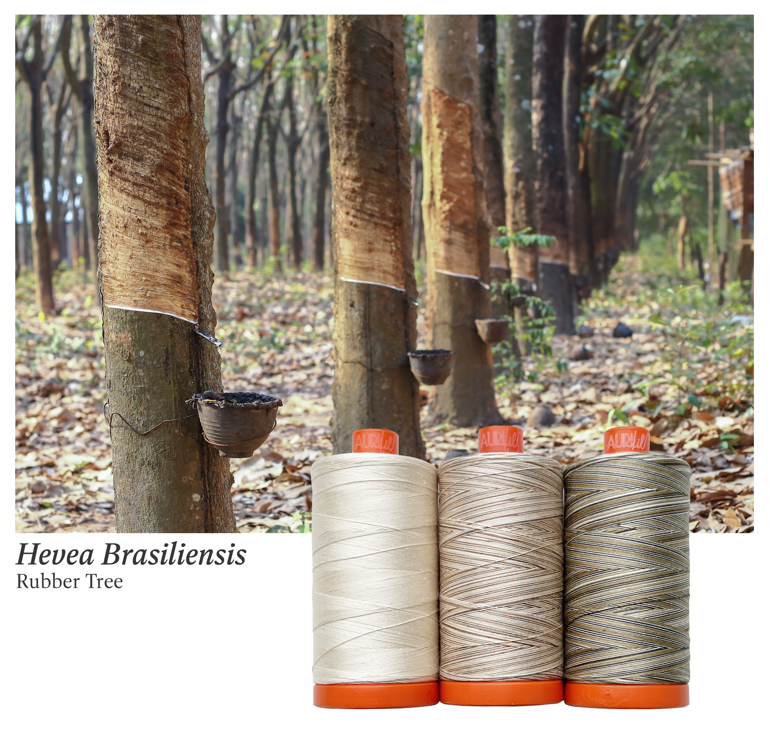 rubber tree products Rubber Tree by Aurifil + PDF Pattern